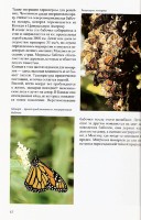 Monarch (p.42) 